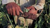 UN warns of overdose deaths after Afghan opium production plummets