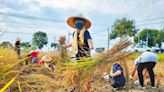 體驗食農教育 雲林舉辦小學生割稻比賽