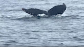 Whales off Ventura coast greet boats during season of surprises