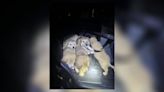Dirty, dehydrated puppies found abandoned outside Ohio home