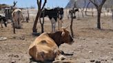 Sequía ha provocado caída del 50% en producción de carne
