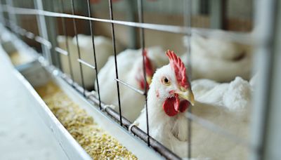 Person hospitalized for bird flu in Missouri had no contact with animals, CDC says