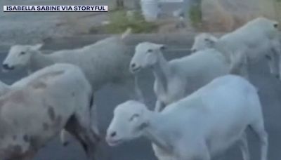 VIDEO: Goats, sheep used to graze Santa Clarita hillside escape