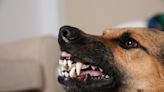 Smiling German Shepherd Auditions for ‘Jaws’ Movie and Totally Nails It