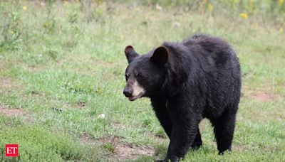 Americans can now kill bears legally - Know in what situation, rules and where