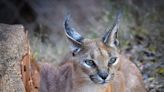 OKC Zoo welcomes new caracal to cat family