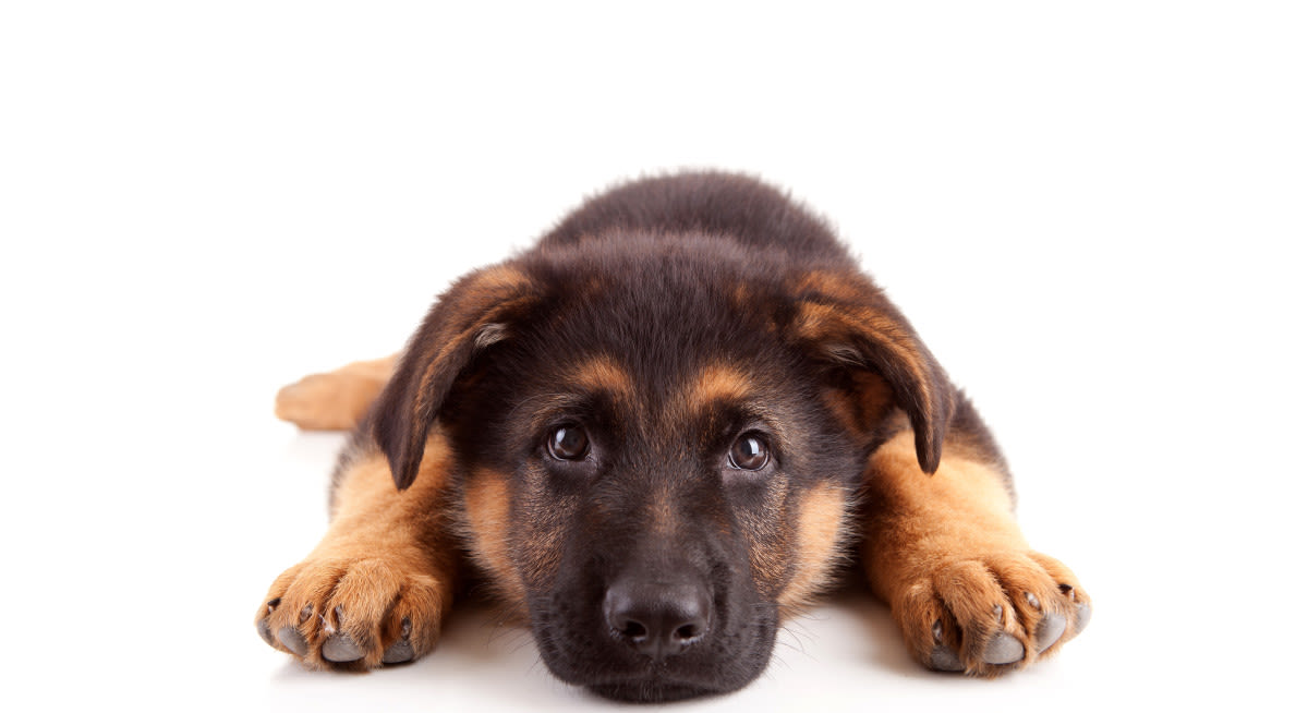 German Shepherd Puppy’s Annoyance Over Mom Constantly Touching Her Is a Vibe