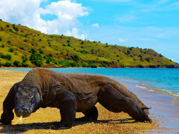 Pulau Komodo (Akhirnya) Resmi Menjadi 7 Keajaiban Dunia | Arfo Sajira