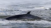 Study sheds light on why whales do not get brain damage when they swim