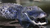 Alligator encounter advice offered - Talk Business & Politics