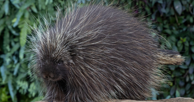 San Diego Zoo Wildlife Alliance performs first C-section birth for North American porcupine