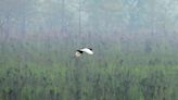 Grass less green for Bengal florican at Assam’s Manas Tiger Reserve, the best of its last few habitats