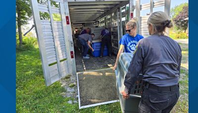 ARL: Breeder surrenders license in Boone County, 46 more dogs recovered