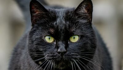 Snowy the farm cat likes to live life on the wild side