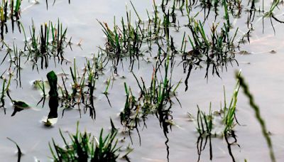 Cold weather makes last gasp as summer arrives in North Dakota