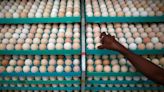 Malaysia's egg shortage sets Indian hatcheries on path for record exports