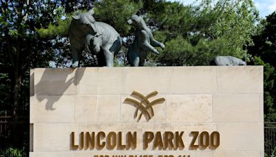 Lincoln Park Zoo lion Lomelok dies after ‘unprecedented surgery,’ officials say