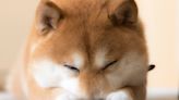 Shiba Inu: Buy the Dip?