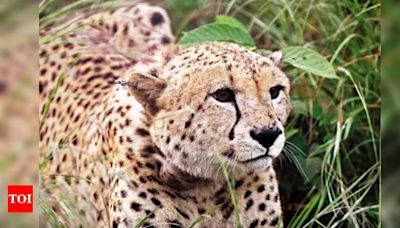 Kuno authorities deny cheetah trackers on strike | Bhopal News - Times of India