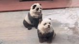 遊客排隊打卡「熊貓犬」！大陸動物園認了：鬆獅犬染的 原因曝光