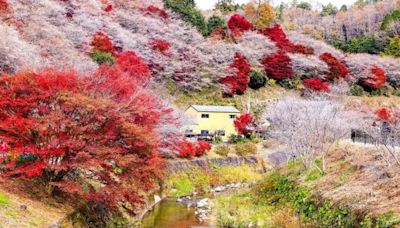 日韓賞楓 新熱點推薦！加碼超前佈署「釜山煙火節」