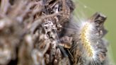 Fuzzy caterpillars all over Houston have many worried about their trees