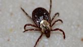 ‘Explosion in ticks’: Doctors, EPA warn of climate change’s impact on health in Wisconsin