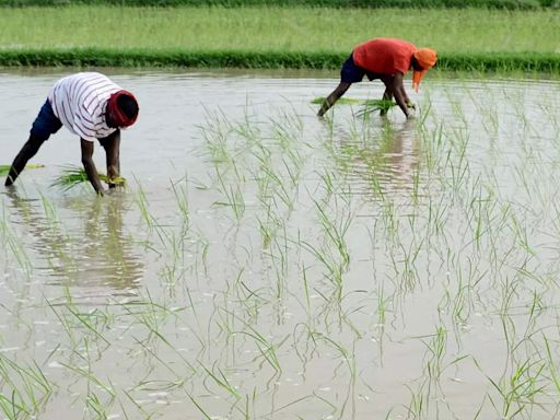 Farmers to get Rs 17,500/hectare for switching from paddy to other crops: Punjab Minister