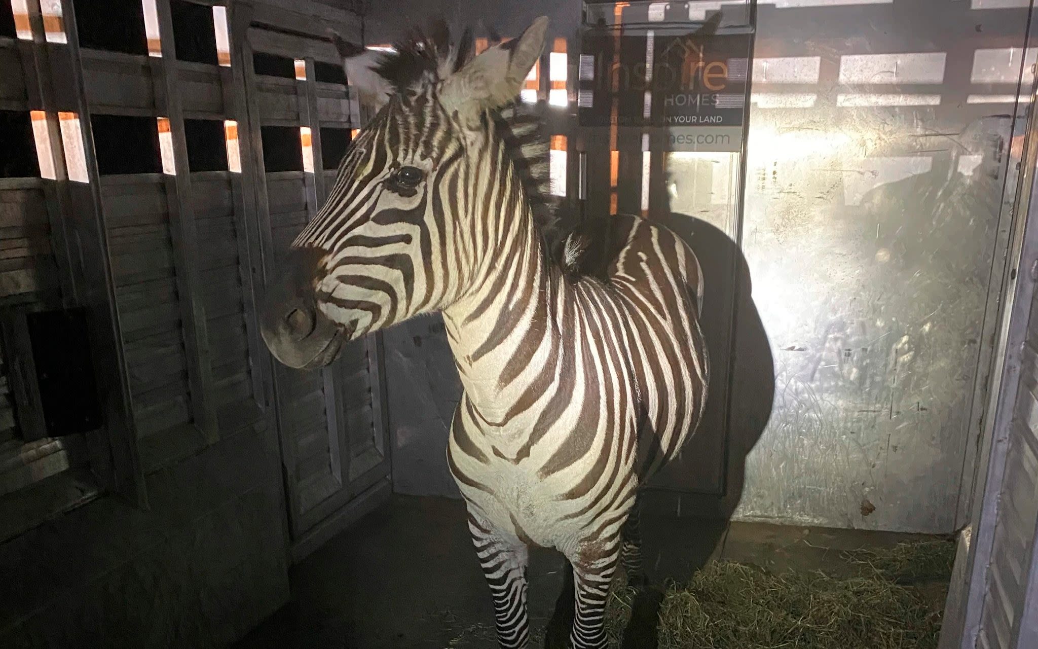 Escaped zebra captured by rodeo clown with white bread