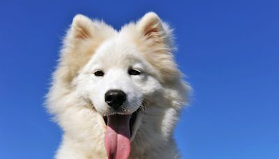 Samoyed’s Jealousy Over Her Sister Wearing a Bandage Results in the Sweetest Gesture