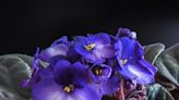 African Violets: Complete Care And Growing Guide