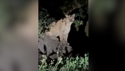 P-22 deja vu? Cougar spotted in Griffith Park