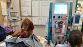 Dialysis Saves Dogs From Overdose | Z100 Portland | Portland Local News