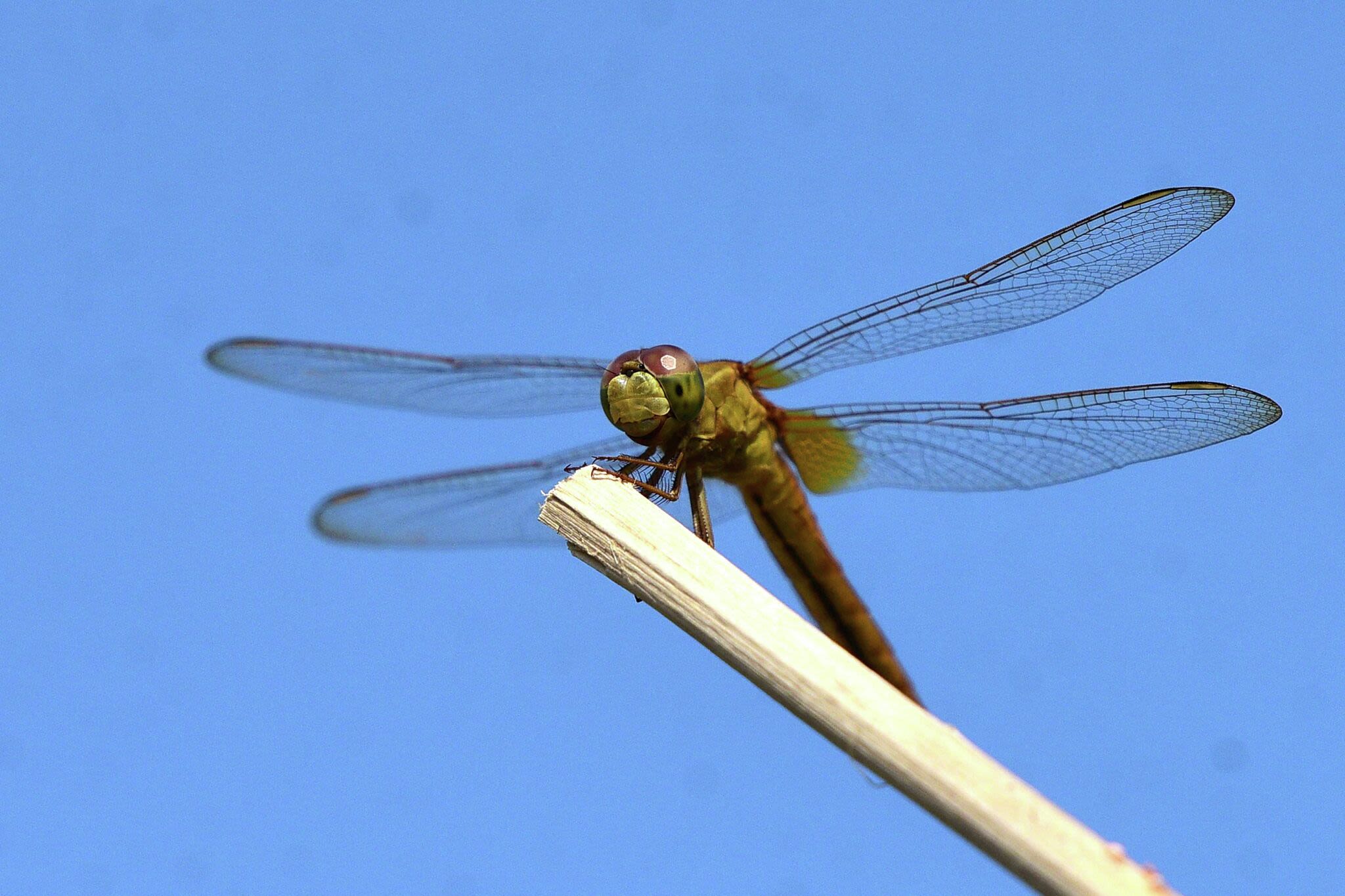 Dragonflies 'invade' Misquamicut Beach in Rhode Island, over the CT border