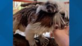 Monkey business: Cotton-top tamarin baby born at Zoo Boise