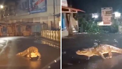 Crocodile takes a walk amid rain on Maharashtra city road, video goes viral