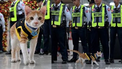 Stray cat lands security guard job in a Philippines mall; here’s how