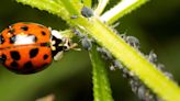 Elated gardener shares ‘pesticide-free’ hack for keeping insects out of garden: ‘Hooo boy! Go get ’em!’