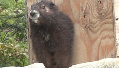 Critically endangered Vancouver Island marmots released into the wild