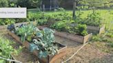 Grow with KARE: Tips for raised garden beds