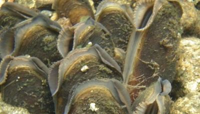 Pearl Mussel and Horseshoe Bat halt works on Kerry bridge ‘to prevent it falling into river’