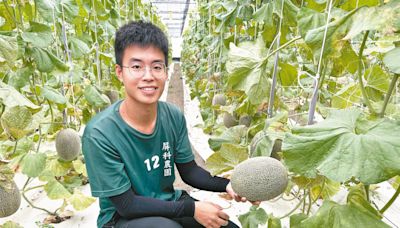 一顆賣650元 青農種出高檔洋香瓜