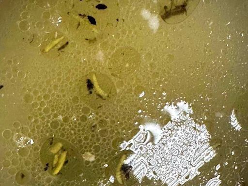 影/關綠島在吃的？宜蘭南澳致命食安危機 學生營養午餐驚見塑膠片、頭髮跟蟲屍