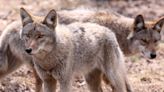 Woman finds family of coyote living under her house