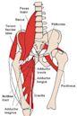 Gracilis muscle