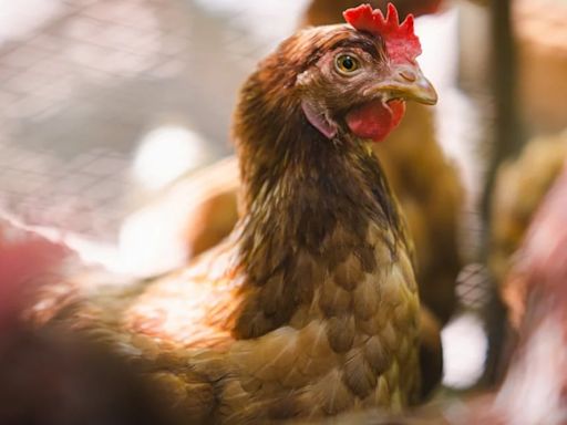 Brasil suspendió exportaciones avícolas a 44 países por emergencia sanitaria