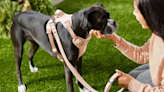 Best dog leashes for you and your pup, according to experts