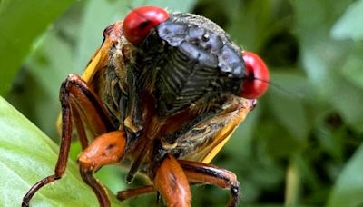 Cicadas are officially in Missouri, but peak emergence hasn't started