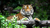 Fate of Rescued Oakland Zoo Tiger Cub Has Everyone in Their Feelings