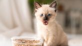 Tiny Kitten Who Reminds Everyone of a Human Baby Is Capturing Hearts